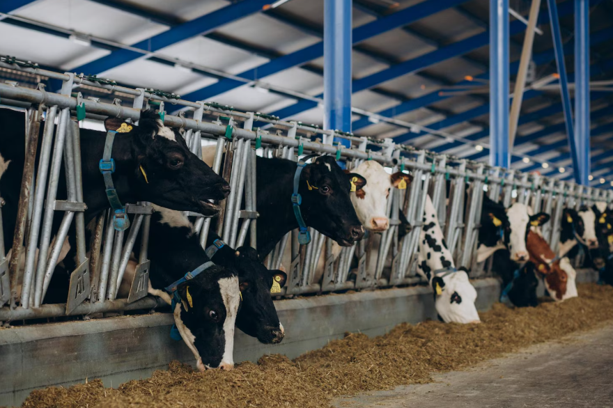 Simple Ways to Create a Safer Dairy Farm