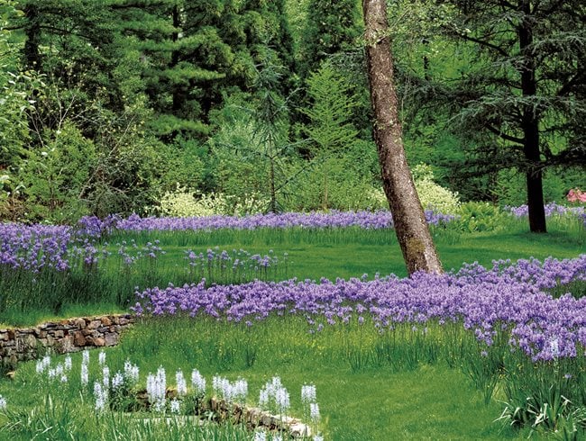 Rain Garden Ideas for Low Areas That Collect Stormwater